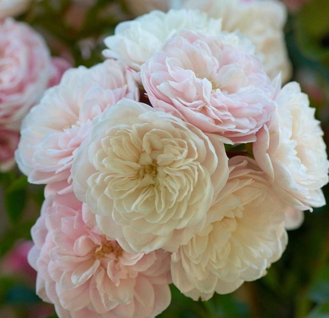 Роза плетистая Старлет Роуз Алина